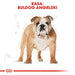 ROYAL CANIN Bulldog Adult - суха храна за кучета - 12 кг