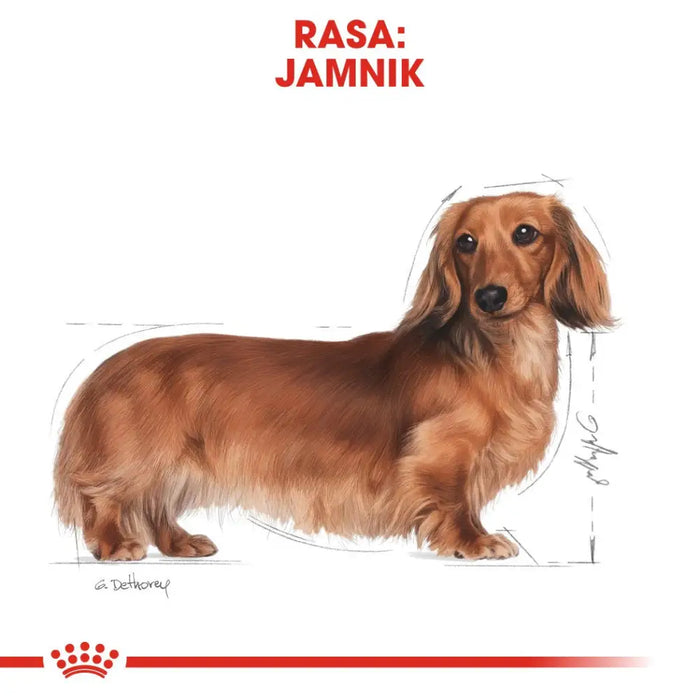 ROYAL CANIN Dachshund Adult - суха храна за кучета - 7,5 кг