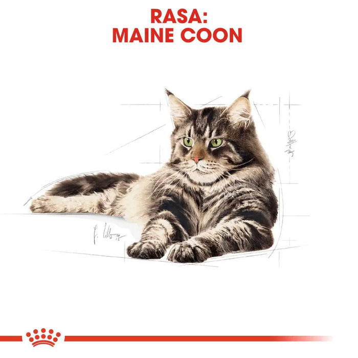 Royal Canin FBN Maine Coon Adult - суха храна за възрастни