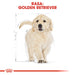 ROYAL CANIN Golden Retriever Puppy суха храна за кучета 12
