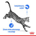 ROYAL CANIN Indoor Sterilised - Мокра храна за възрастни