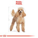 Royal Canin Poodle Adult 1,5 кг