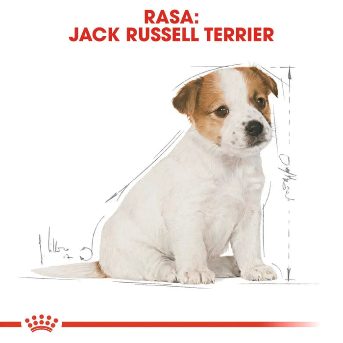 Royal Canin SHN Breed Jack Russell Junior - Суха храна