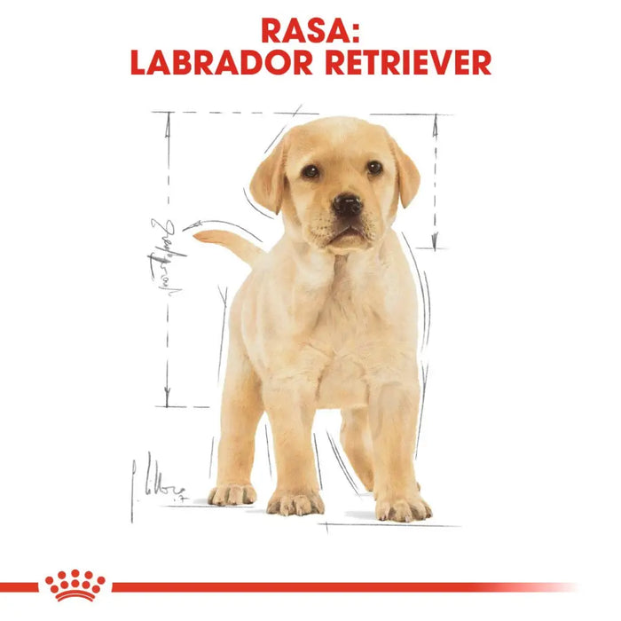 ROYAL CANIN SHN Breed Labrador Junior суха храна за кучета