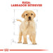 ROYAL CANIN SHN Breed Labrador Junior суха храна за кучета