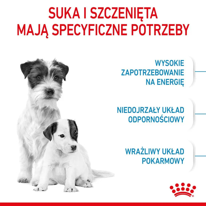 ROYAL CANIN SHN Mini Starter Mother & Babydog - суха храна