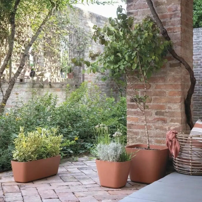 Саксия Deroma