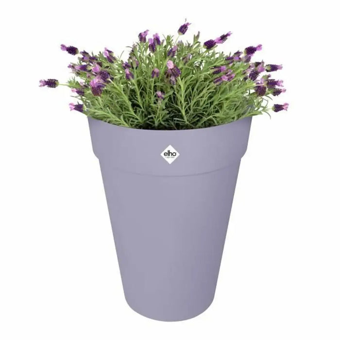 Саксия Elho