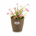 Саксия Stefanplast Кафяв Пластмаса 19 x 17,5 x 19 cm (12