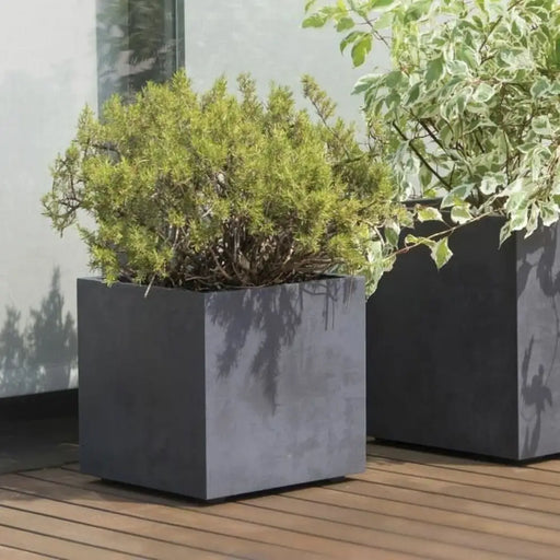 Саксия Deroma