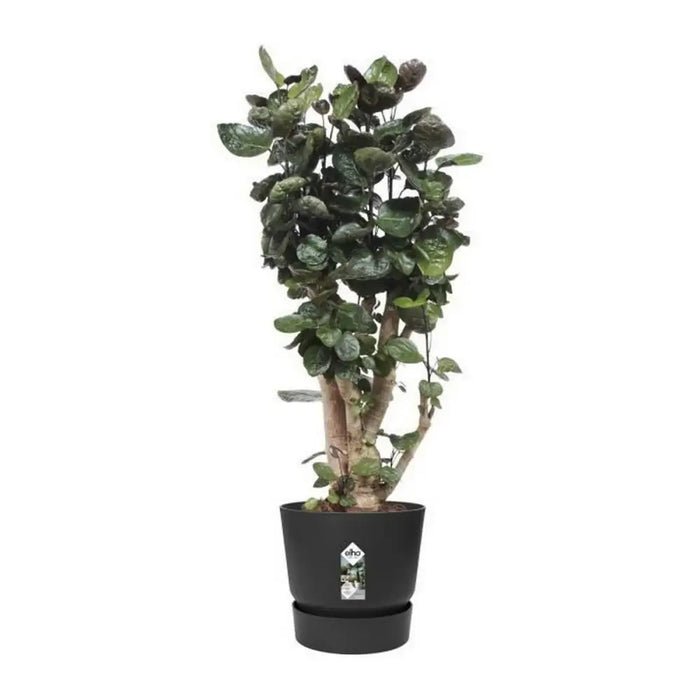 Саксия Elho Greenville Черен Пластмаса Кръгъл Ø 40 cm Ø 39