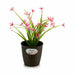 Саксия Stefanplast Пластмаса 14 x 13 x 14 cm (12 броя)