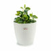 Саксия Stefanplast Бял Пластмаса 29 x 26,5 x 29 cm 29 x 27