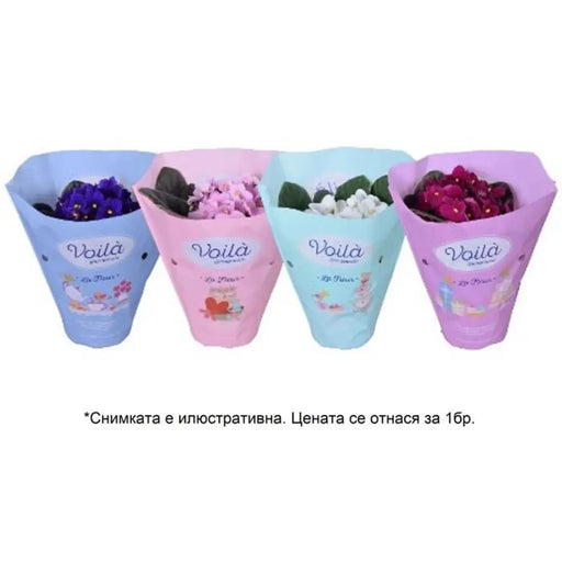 СЕНТПОЛИЯ VOILA LA FLEUR