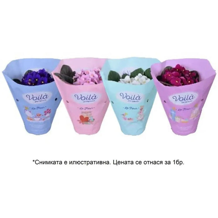 СЕНТПОЛИЯ VOILA LA FLEUR
