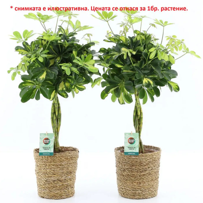 ШЕФЛЕРА ARBORICOLA NORA