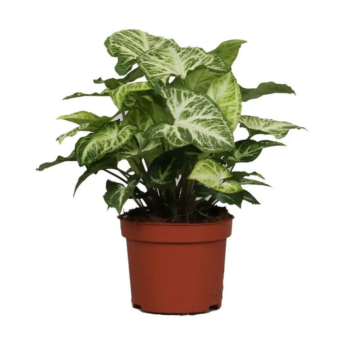 СИНГОНИУМ