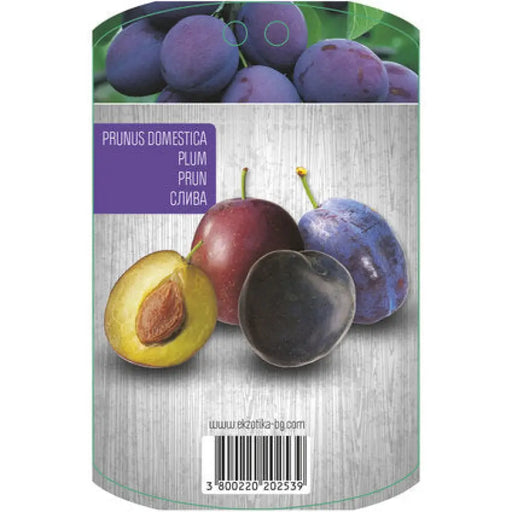 СЛИВА С ПАКЕТИРАН КОРЕН EKZOTIKA