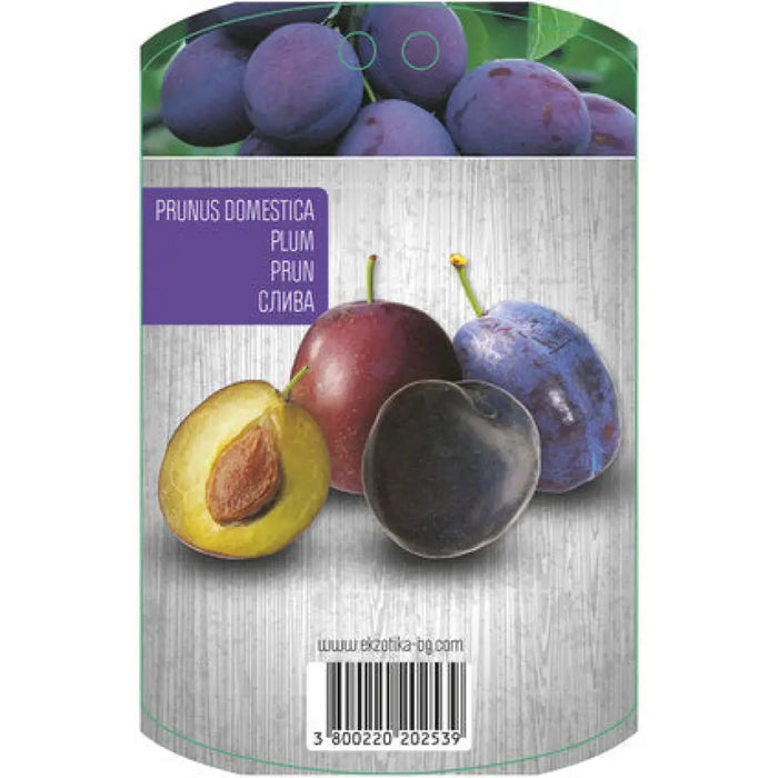 СЛИВА С ПАКЕТИРАН КОРЕН EKZOTIKA