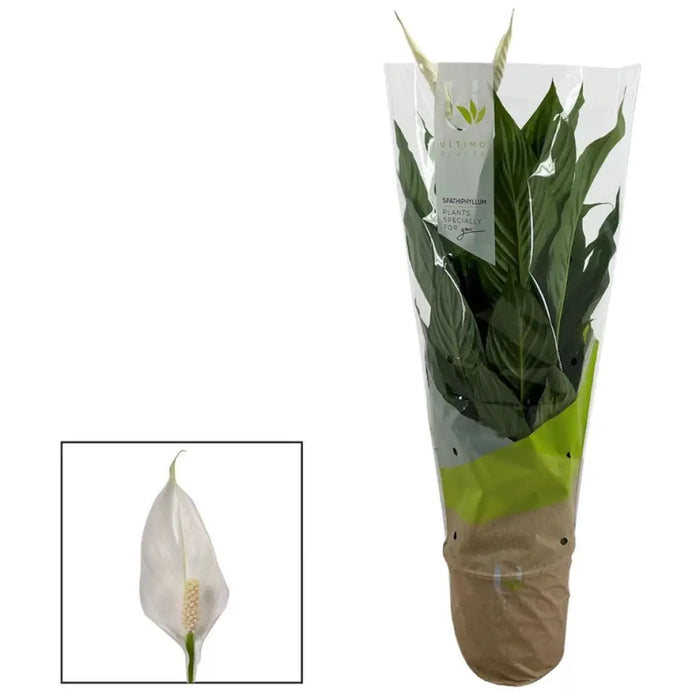 СПАТИФИЛИУМ VIVALDI ULTIMO