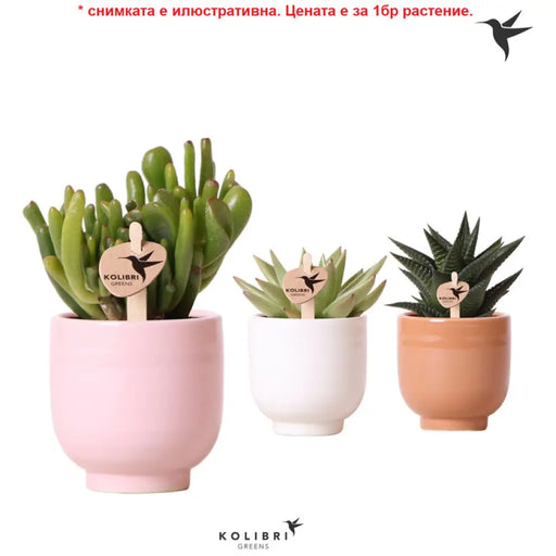 СУКУЛЕНТ