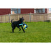 Training toy Coachi TUGGI SPIDER Син