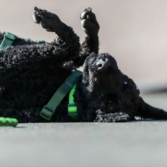 Тренировъчна яка Trixie Cavo Графит Azul Océano M/L 43-51 cm