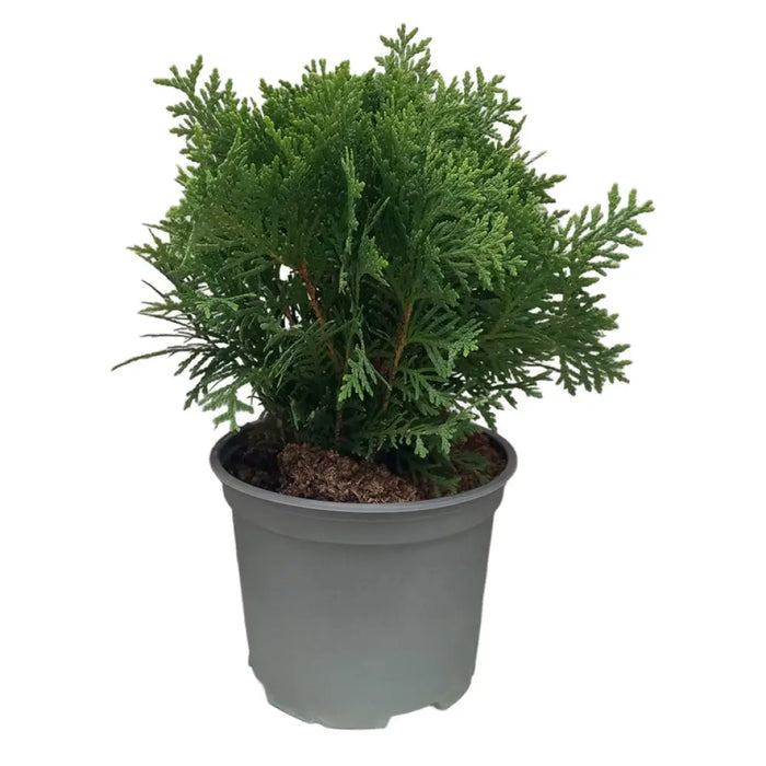 ТУЯ КЪЛБОВИДНА 20/25CM