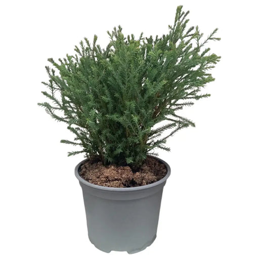 ТУЯ КЪЛБОВИДНА 20/25CM