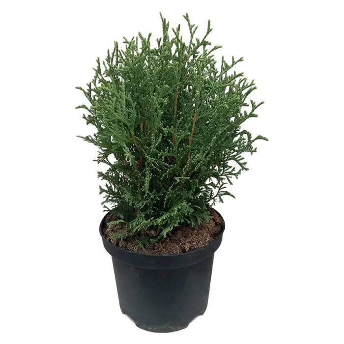 ТУЯ КЪЛБОВИДНА 20/25CM