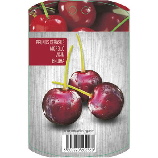 ВИШНА С ПАКЕТИРАН КОРЕН EKZOTIKA