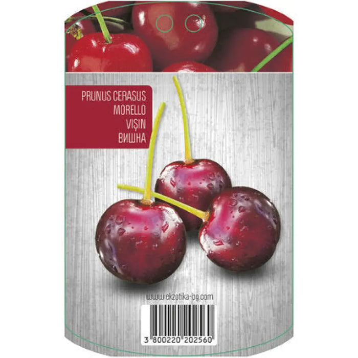 ВИШНА С ПАКЕТИРАН КОРЕН EKZOTIKA