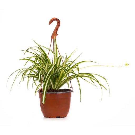 ВИСЯЩА КОШНИЦА ХЛОРОФИТУМ