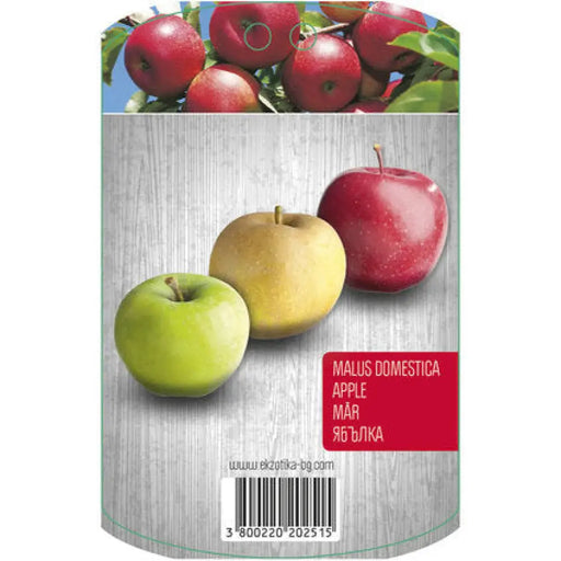ЯБЪЛКА С ПАКЕТИРАН КОРЕН EKZOTIKA