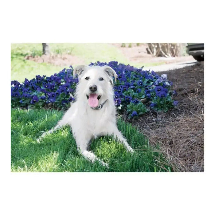Яка против отблясъци PetSafe